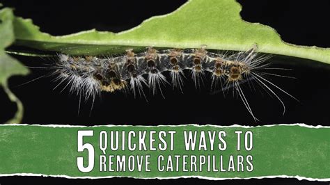 5 Fastest Ways To Get Rid Of Caterpillars In Your Garden Pest Pointers