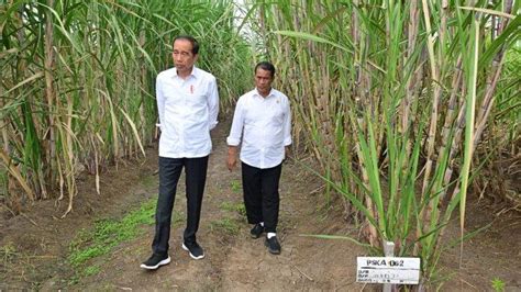 Kebun Tebu Dibangun Di Marauke Warga Papua Ucapkan Terima Kasih Ke