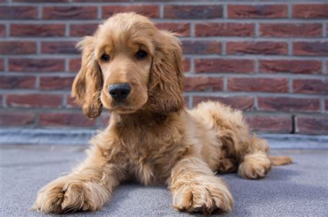 My 16 weeks old English cocker spaniel pup Aoki. Isn't he the cutest ever?! | Spaniel pups