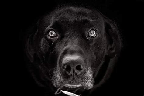 introducing   range  premium dog food  level dog training