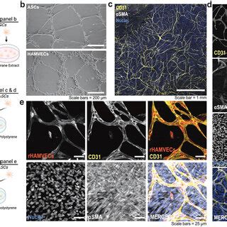 Adipose Tissue Derived Stromal Stem Cells ASCs Support The Capillary