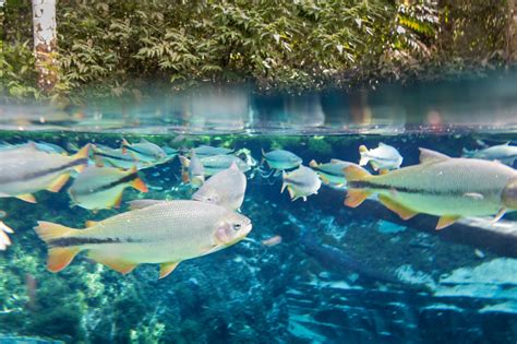 Diving At Salobra River With Fishes Piraputanga Piau Dourado A