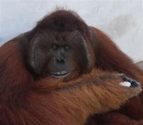 profile explore red ape indonesia explorer