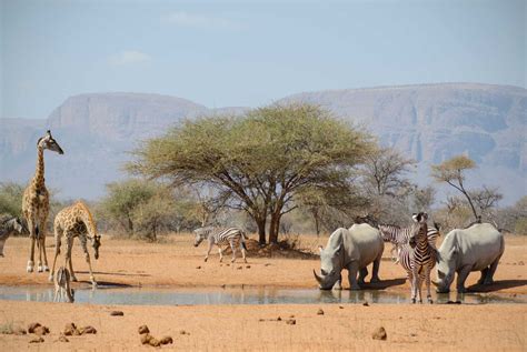 Faire Un Safari En Afrique Du Sud Infos Conseils Et Tarifs