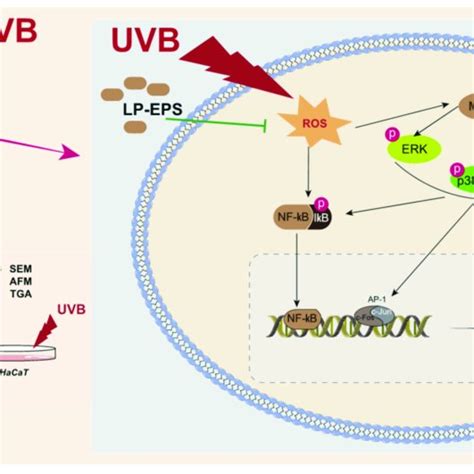 Pathways Of Action Of LP EPS To Treat Or Ameliorate UVB Induced Skin