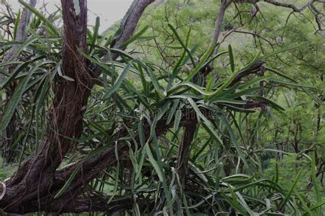 Close Up Of Dragon Fruit Cacti Growing Over And Attached To The Trunk