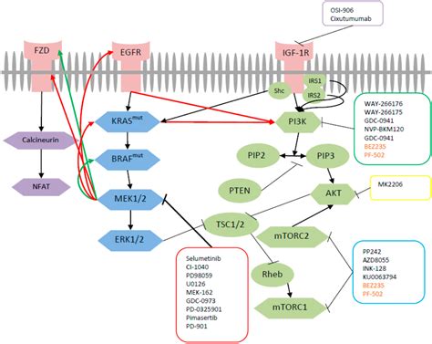 Ijms Free Full Text Dual Inhibition Of Mek And Pi3k Pathway In Kras