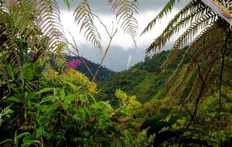 Bosque de Protección Alto Mayo Alto Mayo el bosque de la gran