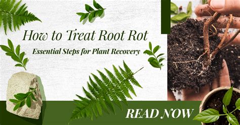 How To Treat Root Rot Essential Steps For Plant Recovery