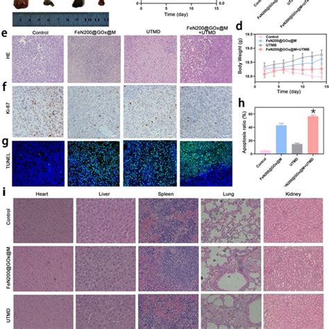 Tumor Therapy Based On Fen Gox M Combined With Utmd In Vivo A A