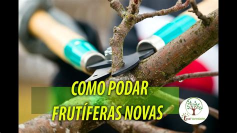 Aprenda a Poda de Frutíferas novas em casa YouTube