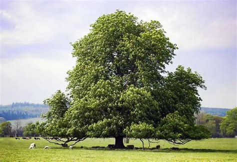 The American Chestnut Tree Isnt Extinct Just Yet Bradley Trees