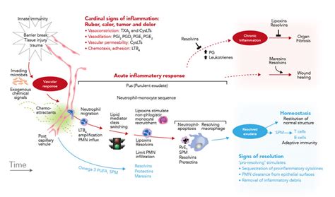 Lipid Mediators Put An End To Inflammation