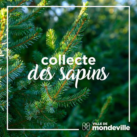 Que Faire De Votre Sapin Apr S Les F Tes Ville De Mondeville