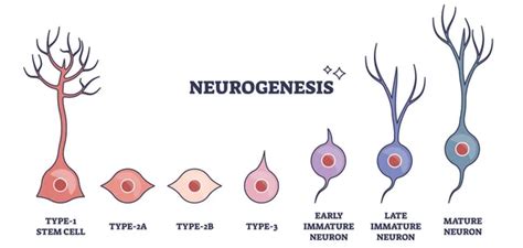 Tipe Dari Gambaran Vektor Neuron Neurons Vector Skema Perbandingan