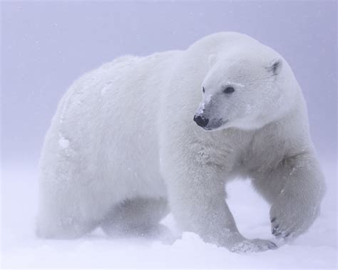 Wallpaper Polar bear, snow, cold 1920x1200 Picture, Image