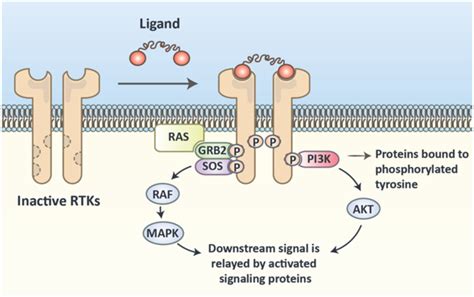 Receptor Tyrosine Kinase Rtk Domains And Activation Process This