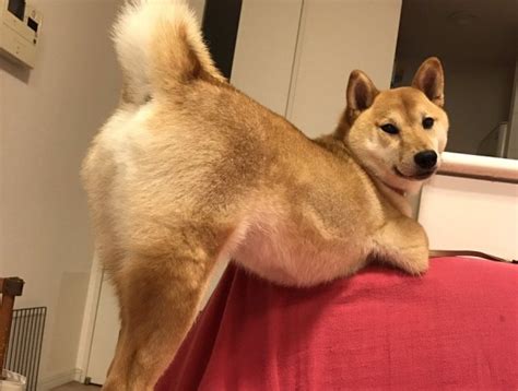 People Are Obsessed With This ‘sexy’ Shiba Inu From Japan Metro