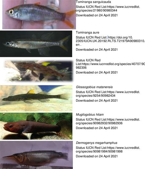 figure   ichthyofauna  endemic fish  towuti lake luwu timur