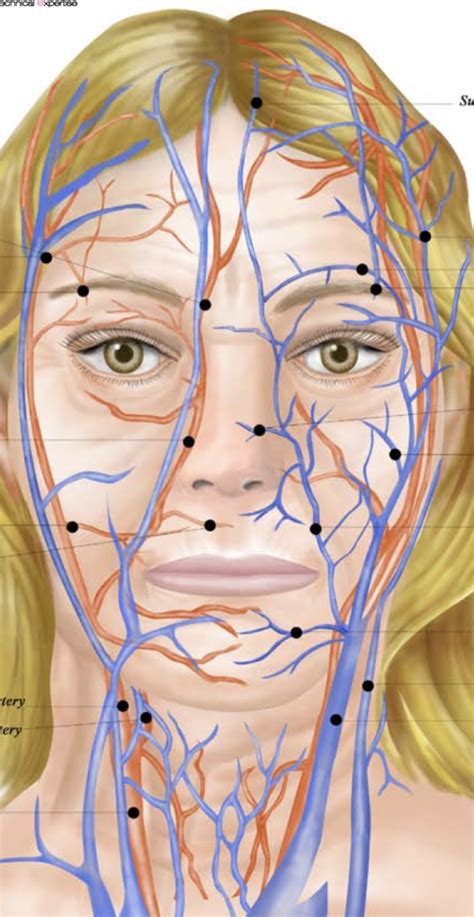 Facial Veins And Arterys Diagram Quizlet