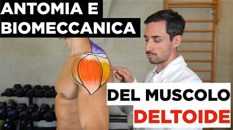 Anatomia E Biomeccanica Del Muscolo Deltoide Youtube