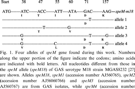 Streptococcus dysgalactiae subspecies equisimilis | Semantic Scholar