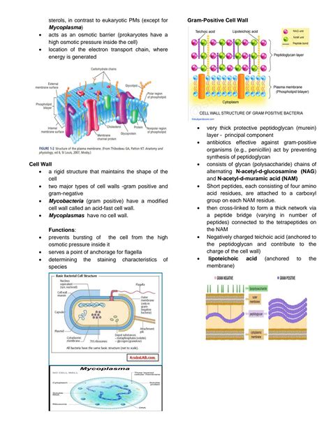 Solution Bacterial Structure Function Growth And Nutrition