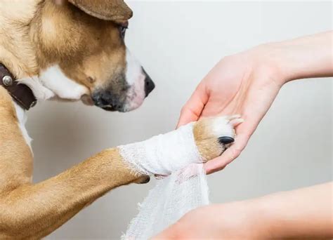 How Long Does It Take For A Dogs Paw Pad To Heal Expert Advice