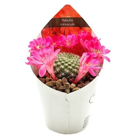 Rebutia Minuscula Plant Wholesale FlorAccess