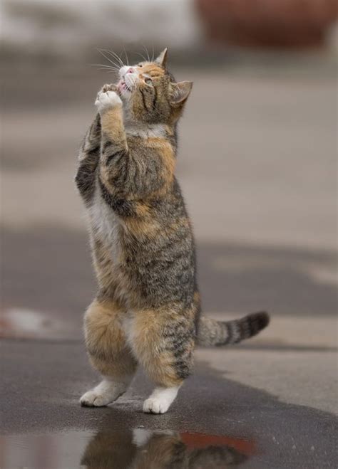 Praying Cat