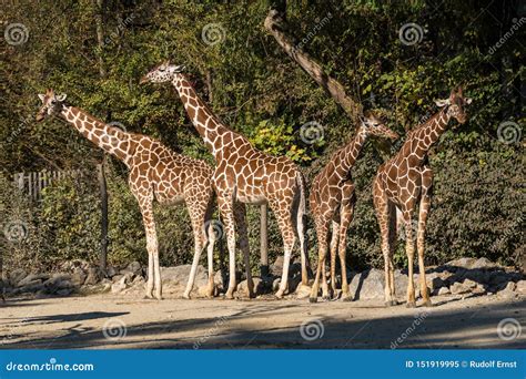 La Jirafa Camelopardalis Del Giraffa Es Un Mam Fero Africano Imagen De