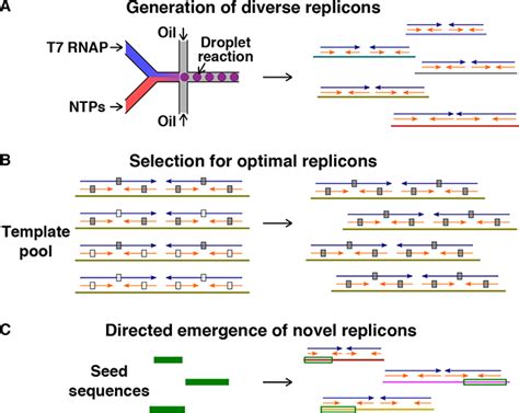 Transcription Polymerase Catalyzed Emergence Of Novel RNA Replicons