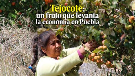 Tejocote O Manzana De Indias Un Fruto Que Se Da En Las Faldas Del