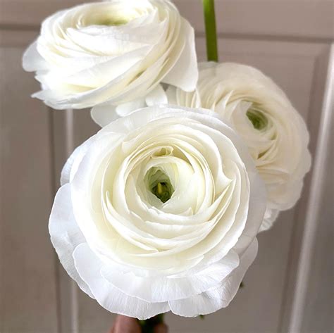 Ranunculus Clooney White Add Soft Texture And Lasting Impressions To Arr