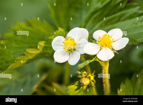 Wild Strawberry Woodland Strawberry Wood Strawberry Fragaria Vesca