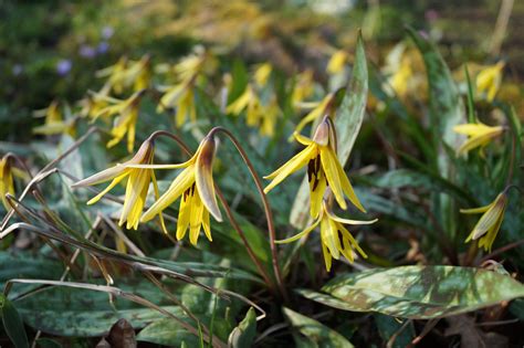 erythronium americanum morlas plants