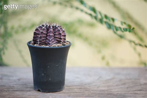 Gymnocalycium Sp In Flower Pots