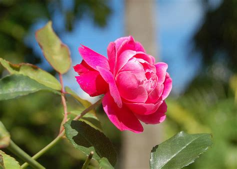 Роза Бермуда Фото И Описание – Telegraph