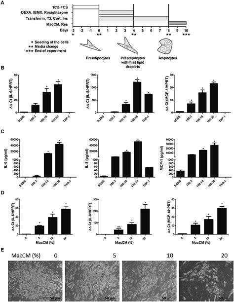 Frontiers Obesity And Inflammation Reduced Cytokine Expression Due