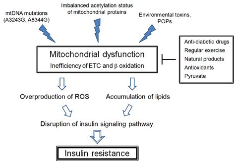 Mitochondrial Dysfunction In Insulin Insensitivity And Type 2 Diabetes