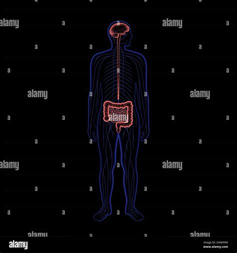 Conexión entre el intestino y el cerebro ilustración Fotografía de