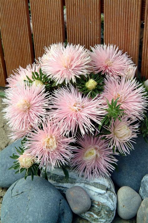 Callistephus Chinensis Starlight Light Pink Muller Seeds