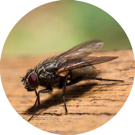 Flies and Fly Infestation: Your Questions Answered | VermEx