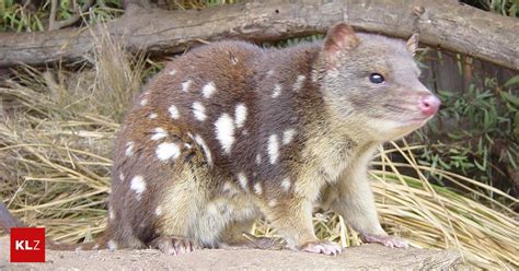 Tod nach Paarungssaison Warum zu viel Sex männliche Beutelmarder früher sterben lässt