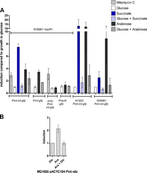 Arabinose And Succinate Induce Integrase Expression In A Crp Dependent