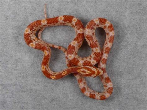 Amel Corn Snake Care Feeding And Breeding Guide Vital Frog