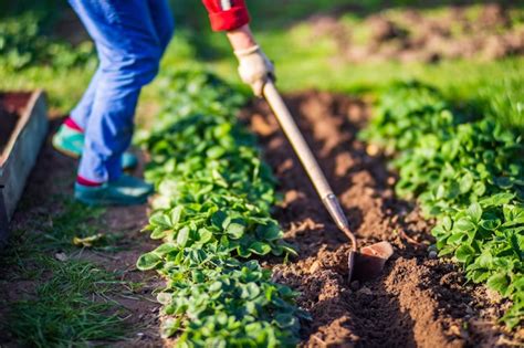 Premium Photo | Farmer cultivating land in the garden with hand tools Soil loosening Gardening ...