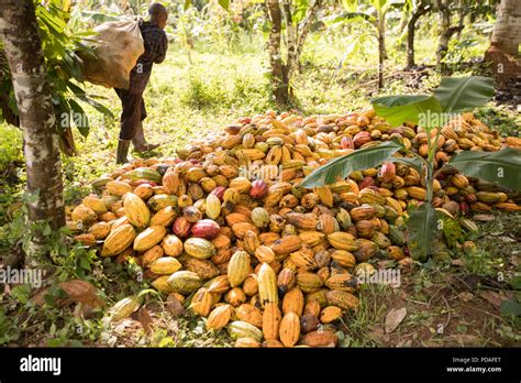 Freshly-harvested cocoa beans are piled up on a cocoa plantation in ...