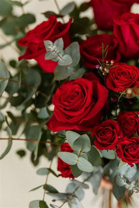 Pin by Nour on زهور Flower show Beautiful rose flowers Red roses