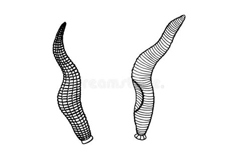 Leech Anatomy Stock Illustrations – 13 Leech Anatomy Stock ...